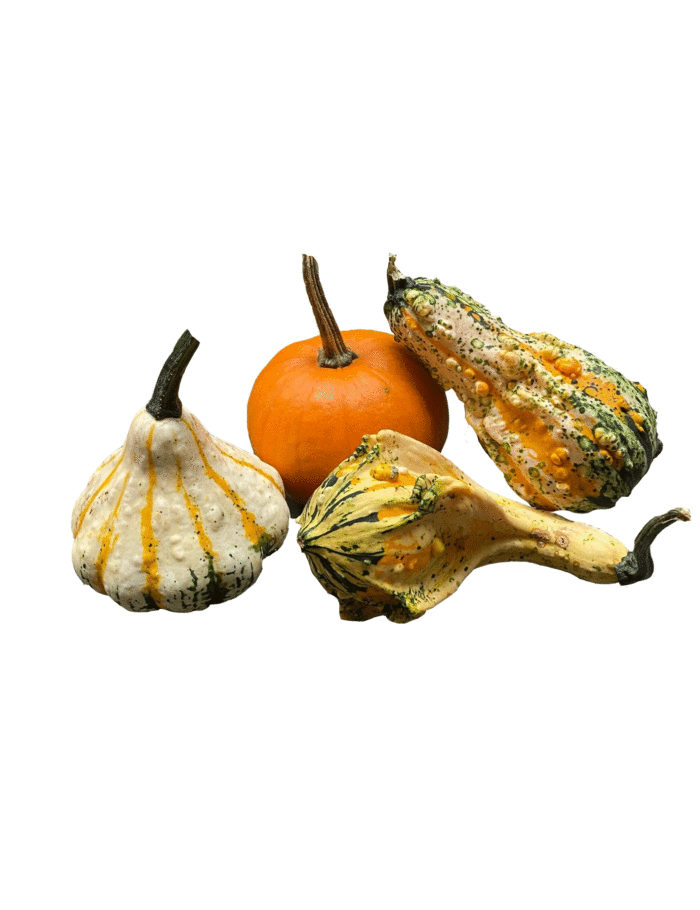 Zierkürbis mittel