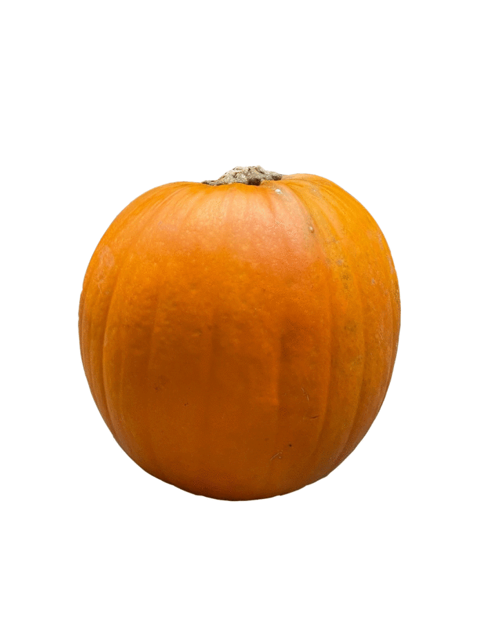 Zierkürbis XL