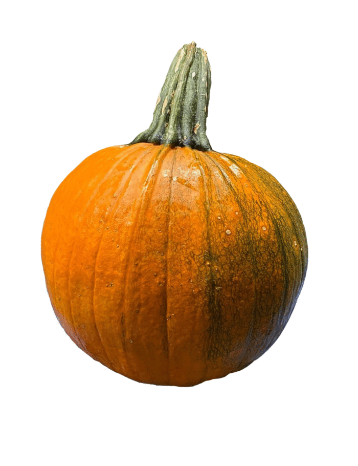 Zierkürbis XXL
